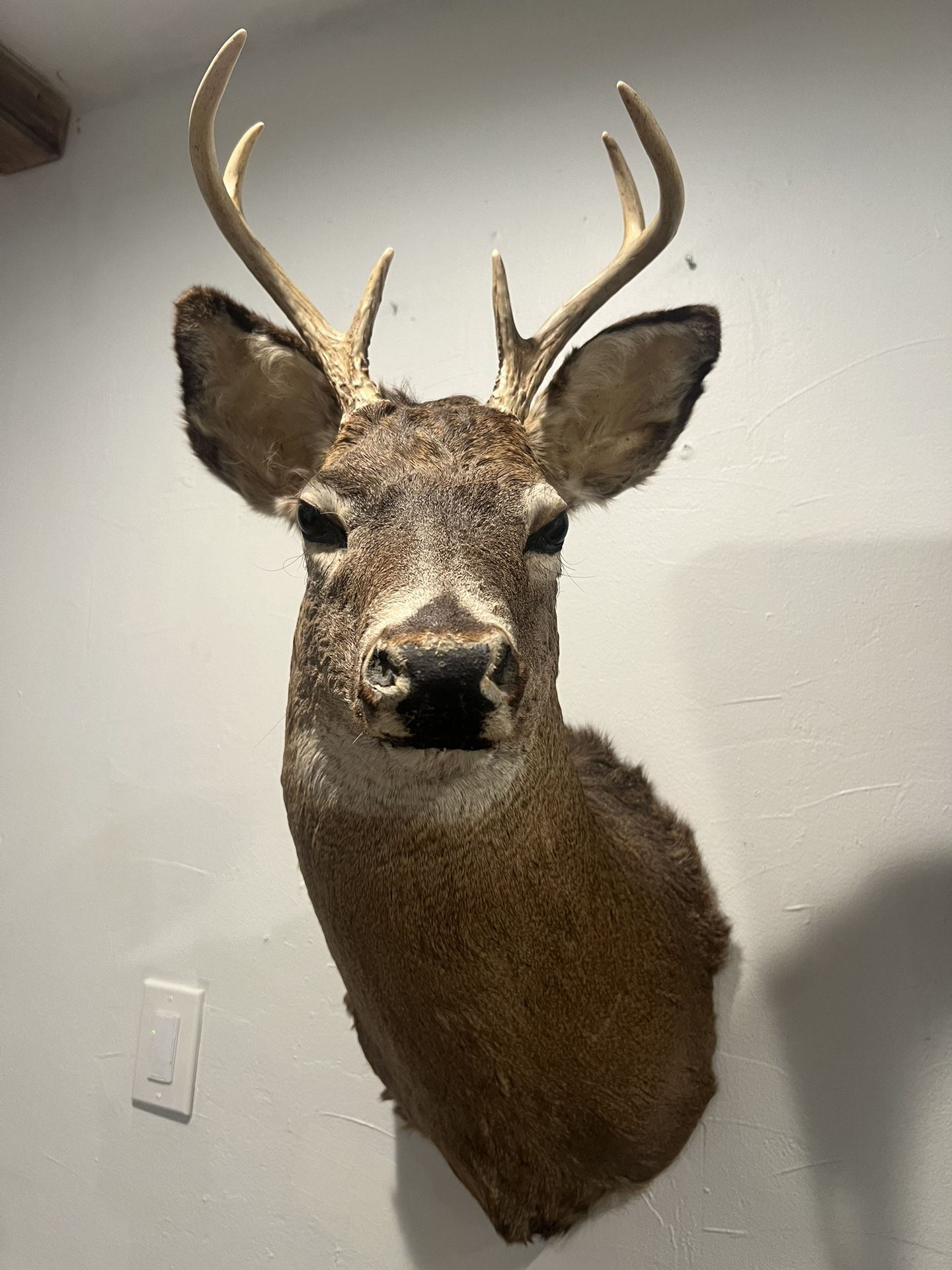 Taxidermy Mounted Deer Head