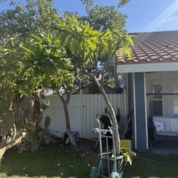 Plumeria Tree White Fragrance, In A Pot