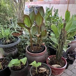 House Plants For Sale  Near Tropicana And Jones  Prices Start At $5  Over 200 plants. Message me when you are ready to come.   Yes they are available,