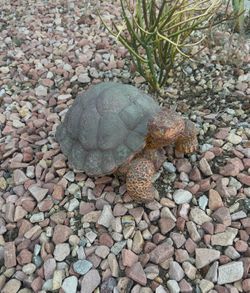 Vintage cement turtle big