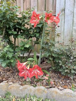 Red Amaryllis Flower