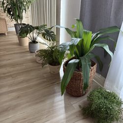 artificial plants