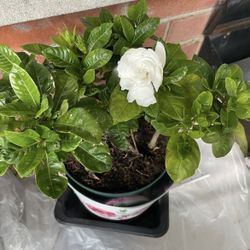 White Fragrant Blooming Gardenia Plant 🪴 