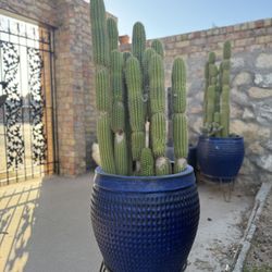 Large Columnar Cactus + Blue Ceramic Pot & Stand — Patio Statement Piece