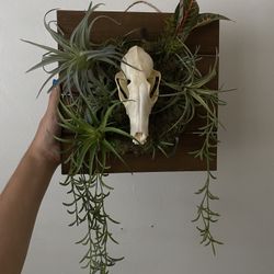 Real Animal Skull Decor 