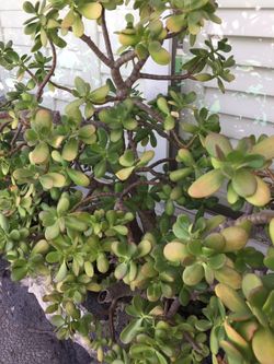 Jade plants cutting
