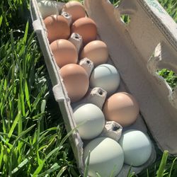 Organic Eggs $4 A Dozen Or $10 Flat