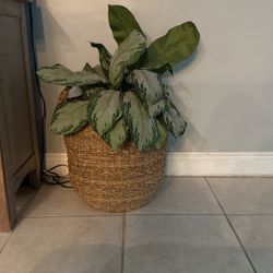 Set Of 2 Fake Plants In Basket