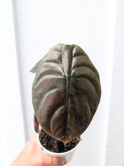 Alocasia Cuprea Red Secret Plant 4" Pot - Indoor House Plants