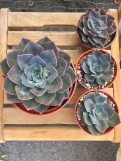 Succulents 6” - blue princess