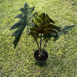 ALOCASIA JACKYLYN (6” Pot) Collector Of Plant Lover