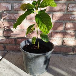 Avocado Tree