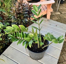ZZ Plant in 3 Gallon Pot