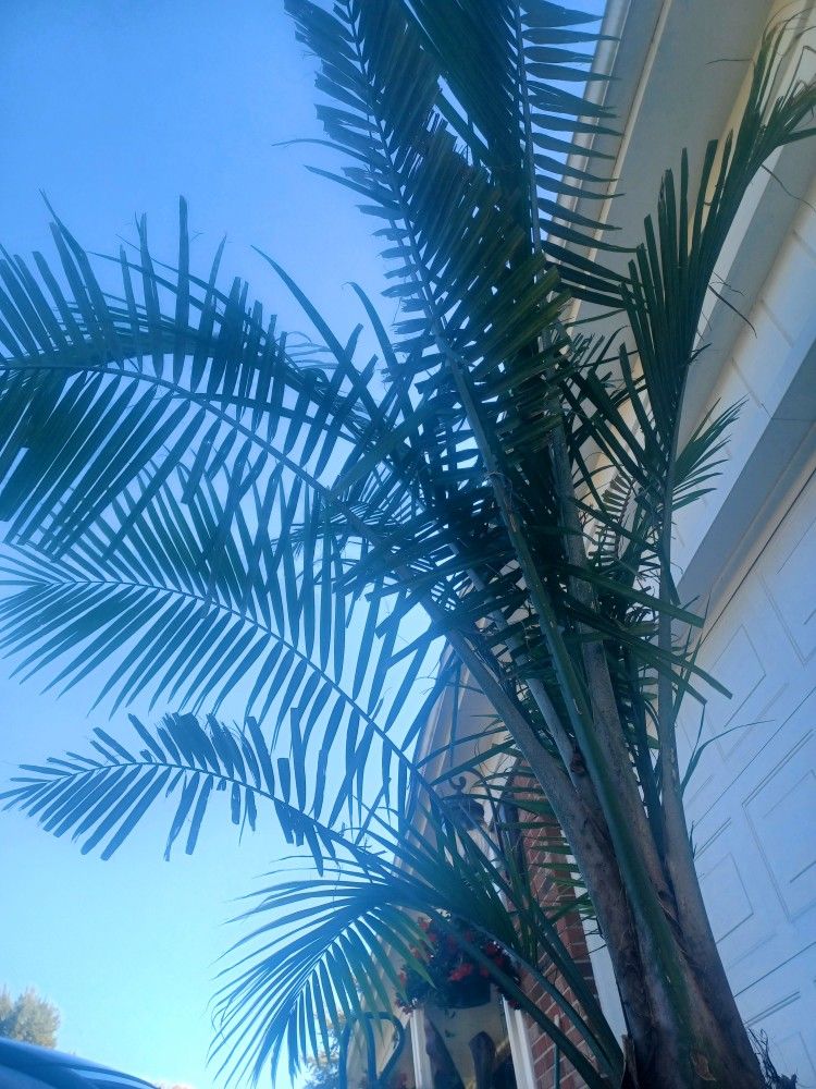 Palm plant 7 ft to 8 8ft. expensive pot Amazing