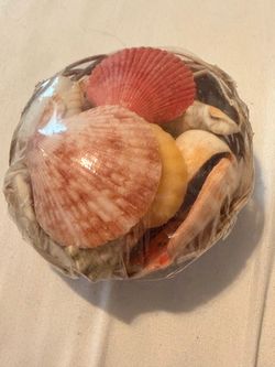 Seashell Resin Paperweight