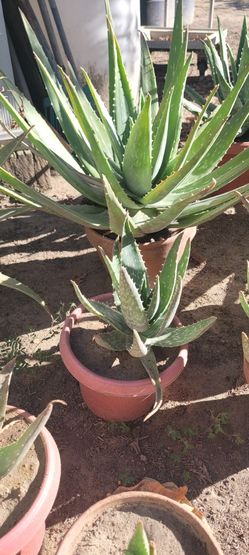 Aloe Vera
