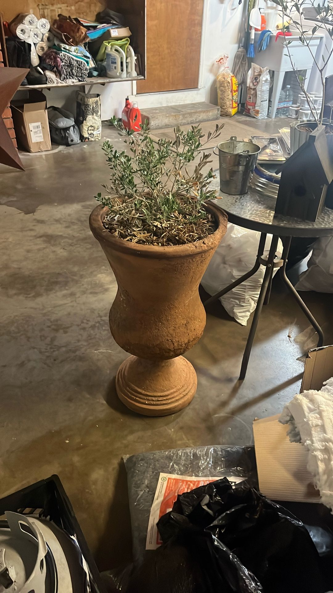 Out Door Pot With Olive Plant