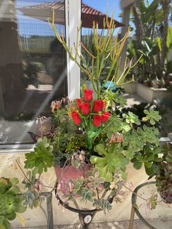 Plant Pots