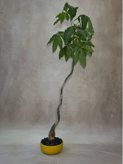 Money Tree Sculptural Living Tree