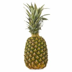 Pineapple 🍍 Plant 