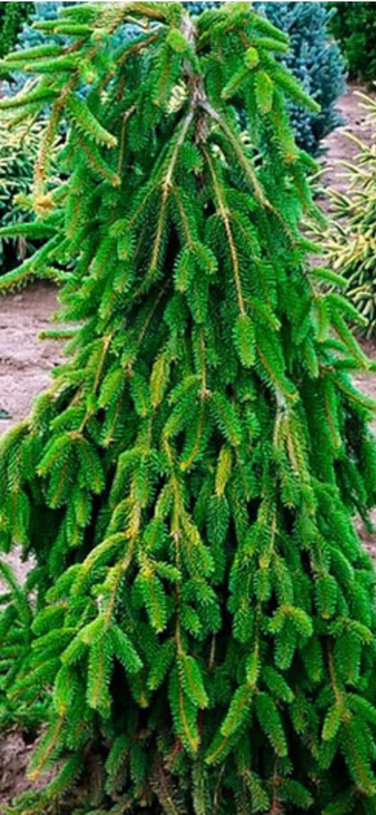 Weeping Norway Spruce