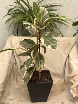 Variegated ficus elastica plant