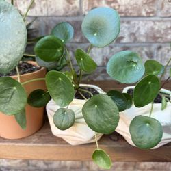 Chinese Money Plant Pilea peperomioides/ Planta del dinero china Pilea peperomioides