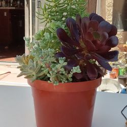Succulent  Arrengment 