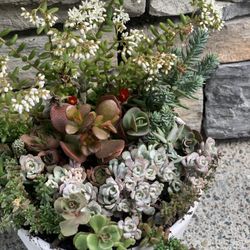 Live succulent arrangement in white ceramic pot