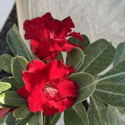 Rosa De Desierto , Id Crimson Delight 