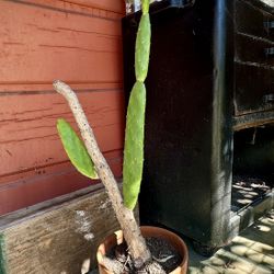 Opuntia Prickly Pear Cactus (Branching) 