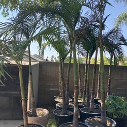 King Palms (1 left)