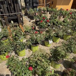 KnockOut Color Roses And More15-18$ ,Rosales Knockout Y Mas