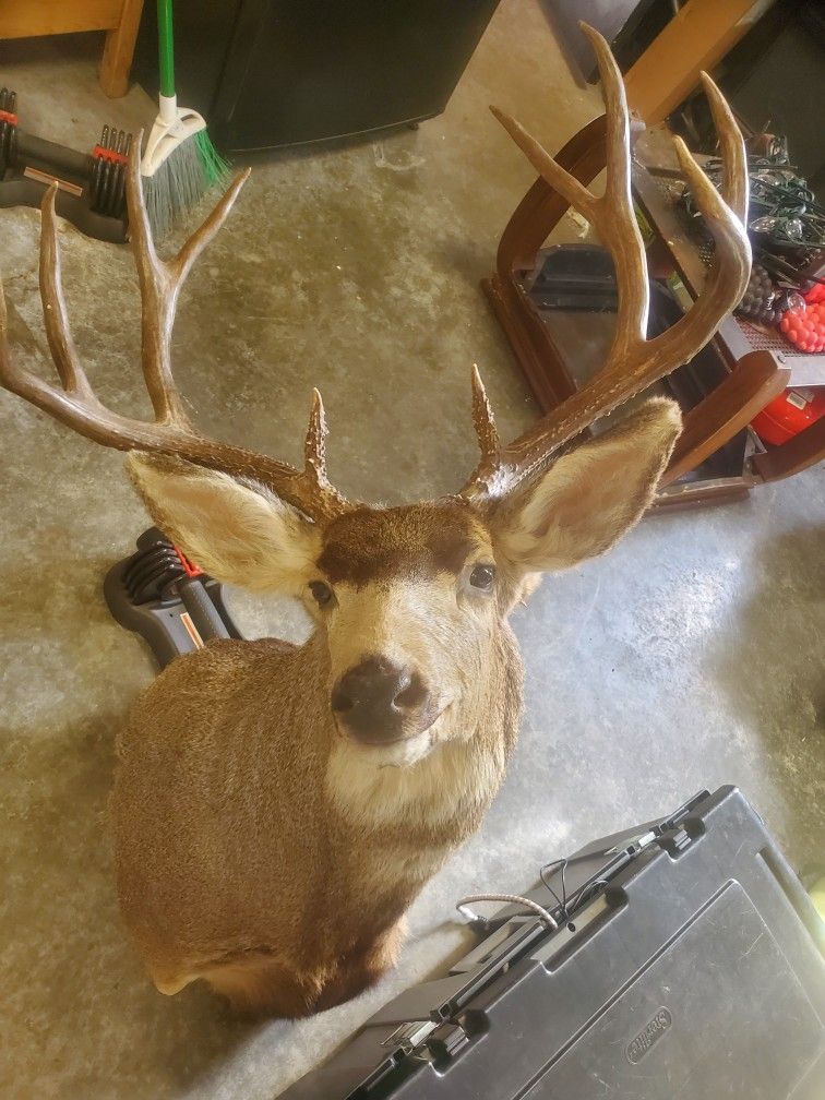 Buck head 10 point