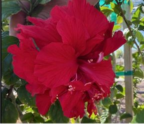 Red Hibiscus 🌺 Duoble Flawer $25 Each Price Firm