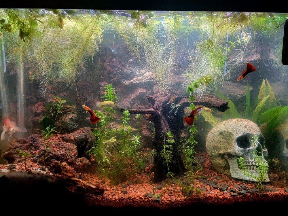 Aquarium Betta Dream Home 