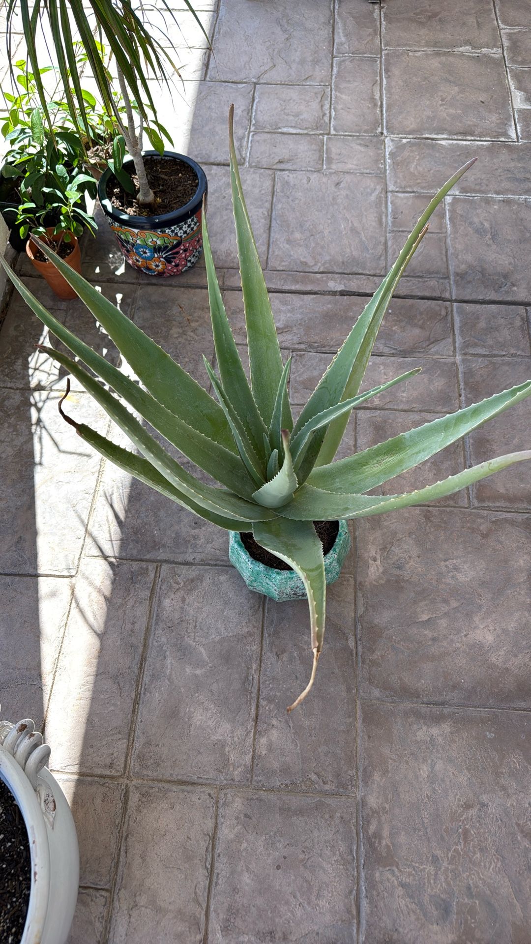 Aloe Vera Outdoor Plant  