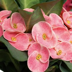 Light Pink Crown Of Thorns 🪴🩷