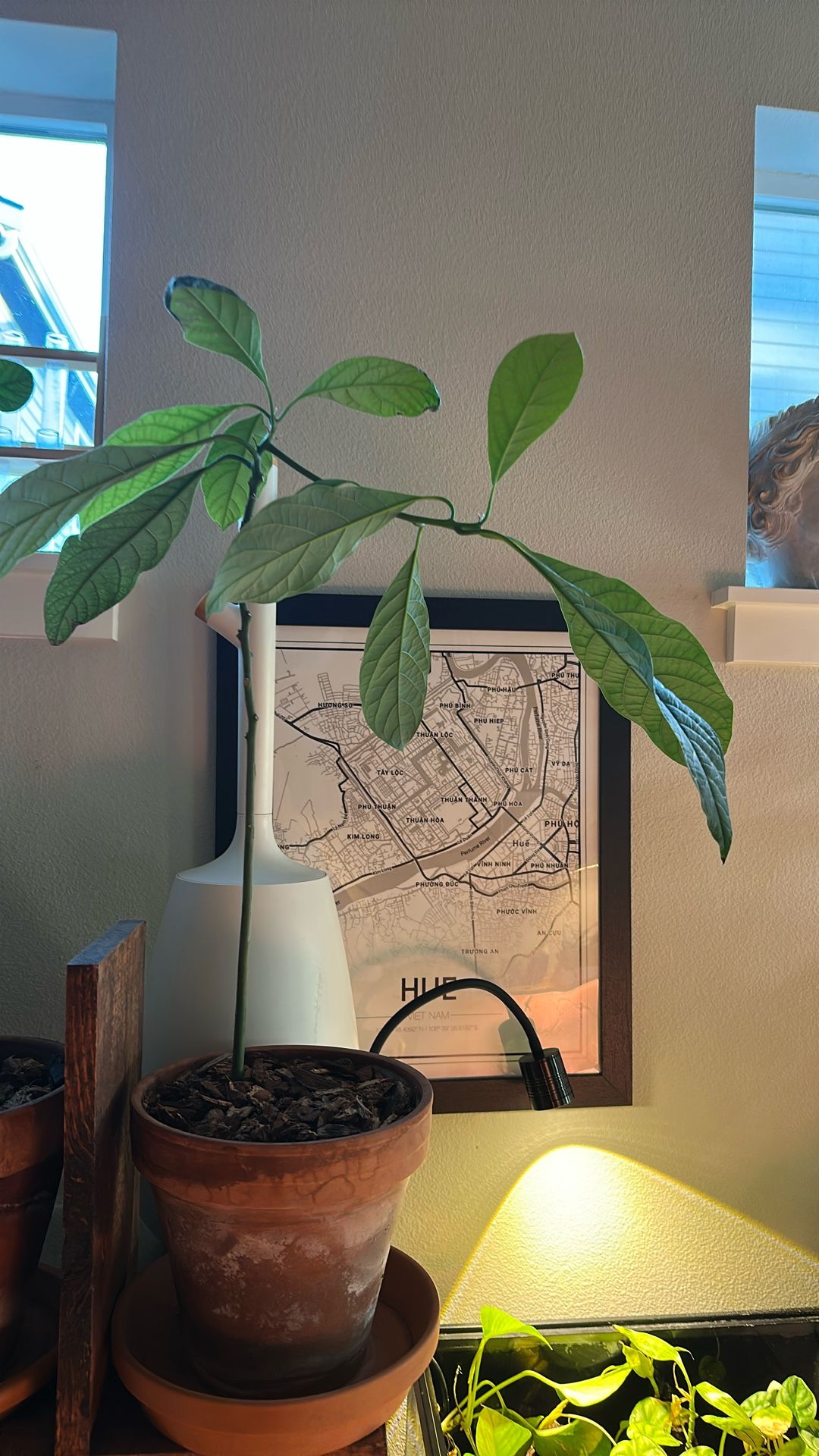 Avocado Plant 2-3 Feet Tall In 8 In Ceramic Pot