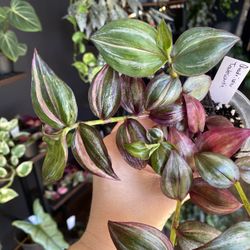 ✨Tradescantia Zebrina Quadricolor✨