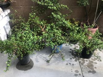 $4 Elephant ear jade plant
