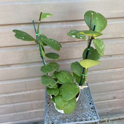 6” hoya kerrii