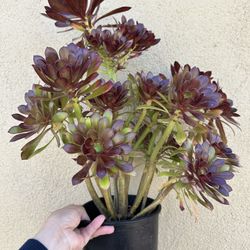 Plants for Sale! (Aeonium Plant)