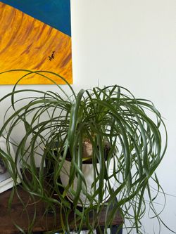 Plant for sell
