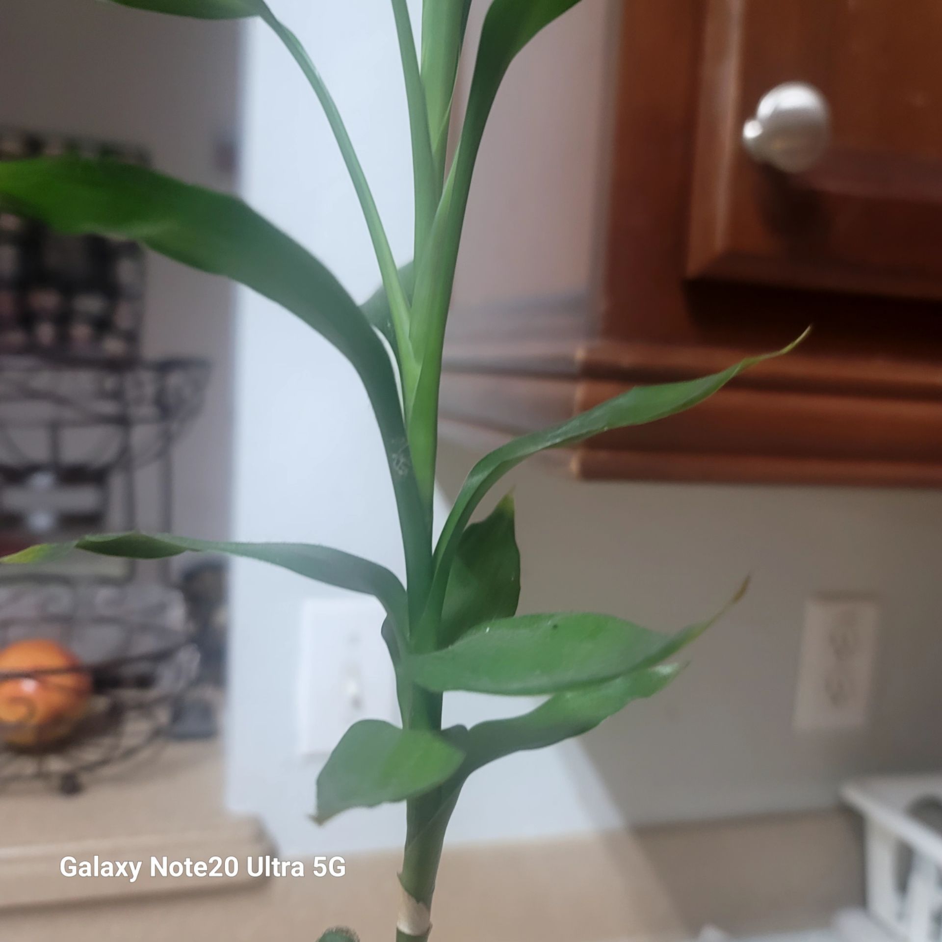 Lucky Bamboo plant