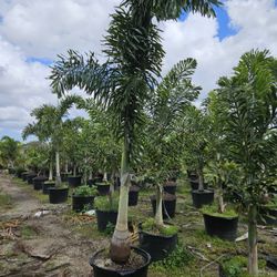 Foxtail  palms $160 adonideas crhistmas palms $130 double single triple 