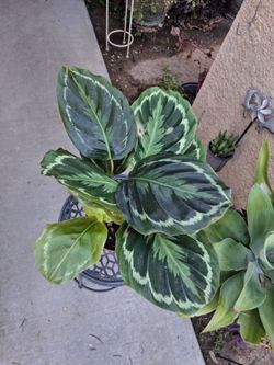 CLEARANCE  Calathea Medallion Plant $13
