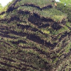 St. Augustine Sod - $225 Per Pallet