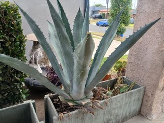 Giant Agave Plant