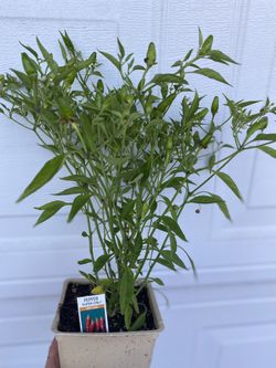 Planta De Chile Super Chile, En Maceta De 4 Pulgadas Pick Up Only